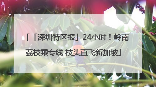 「深圳特区报」24小时！岭南荔枝乘专线 枝头直飞新加坡