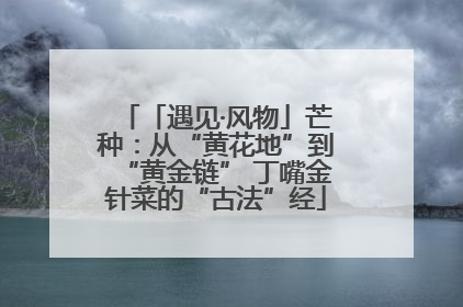 「遇见·风物」芒种：从“黄花地”到“黄金链” 丁嘴金针菜的“古法”经