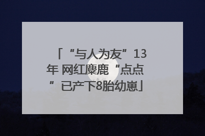 “与人为友”13年 网红麋鹿“点点”已产下8胎幼崽