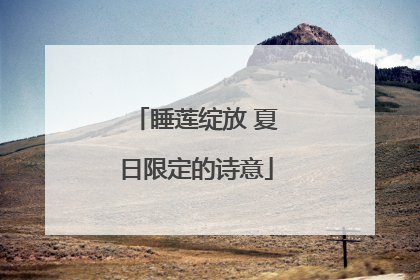 睡莲绽放 夏日限定的诗意