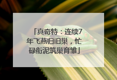 真奇特：连续7年飞燕归旧巢，忙碌衔泥筑巢育雏