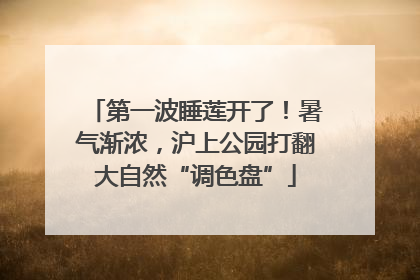第一波睡莲开了！暑气渐浓，沪上公园打翻大自然“调色盘”