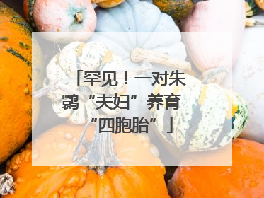 罕见！一对朱鹮“夫妇”养育“四胞胎”