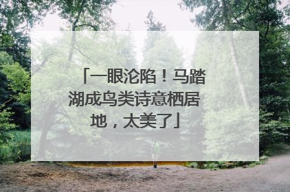 一眼沦陷！马踏湖成鸟类诗意栖居地，太美了