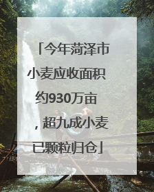 今年菏泽市小麦应收面积约930万亩，超九成小麦已颗粒归仓