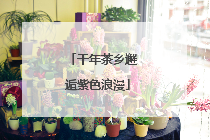 千年茶乡邂逅紫色浪漫