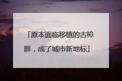 原本面临移植的古樟群，成了城市新地标