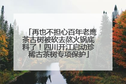 再也不担心百年老鹰茶古树被砍去熬火锅底料了！四川开江启动珍稀古茶树专项保护