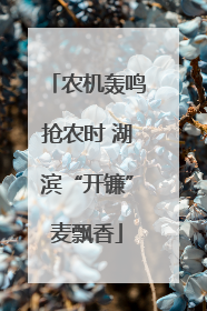 农机轰鸣抢农时 湖滨“开镰”麦飘香