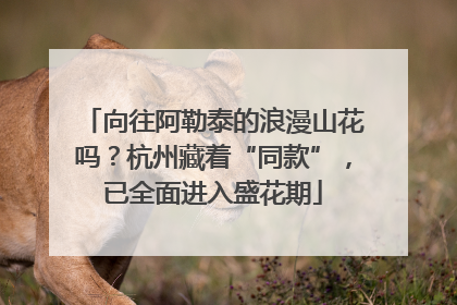 向往阿勒泰的浪漫山花吗？杭州藏着“同款”，已全面进入盛花期