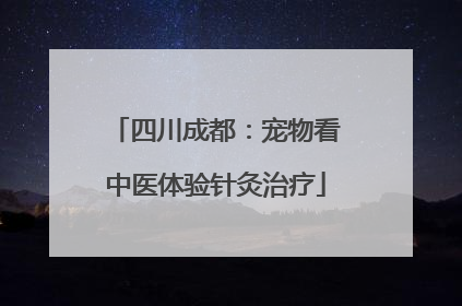 四川成都：宠物看中医体验针灸治疗