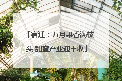 宿迁：五月果香满枝头 甜蜜产业迎丰收