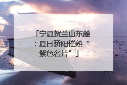 宁夏贺兰山东麓：夏日骄阳催熟“紫色名片”