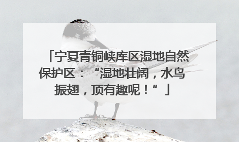 宁夏青铜峡库区湿地自然保护区：“湿地壮阔，水鸟振翅，顶有趣呢！”