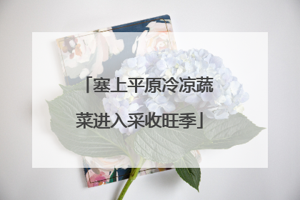 塞上平原冷凉蔬菜进入采收旺季