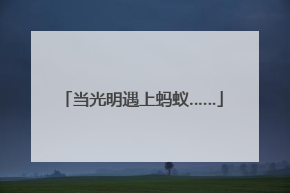 当光明遇上蚂蚁……