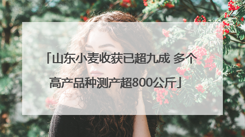 山东小麦收获已超九成 多个高产品种测产超800公斤