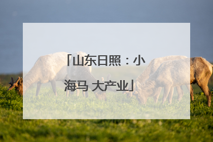 山东日照：小海马 大产业
