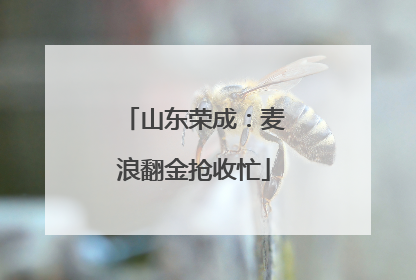 山东荣成：麦浪翻金抢收忙