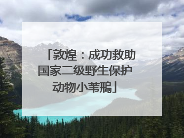 敦煌：成功救助国家二级野生保护动物小苇鳽