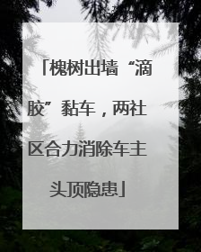 槐树出墙“滴胶”黏车，两社区合力消除车主头顶隐患