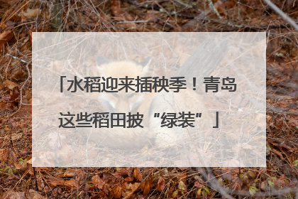 水稻迎来插秧季！青岛这些稻田披“绿装”