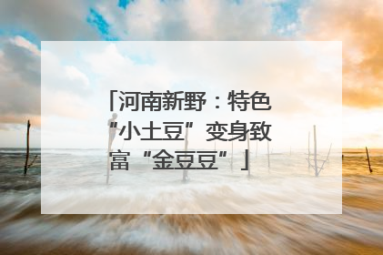 河南新野：特色“小土豆”变身致富“金豆豆”