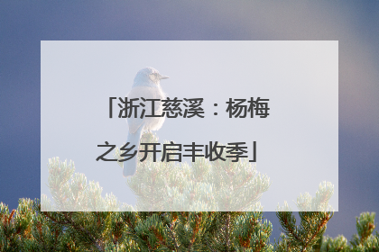 浙江慈溪：杨梅之乡开启丰收季