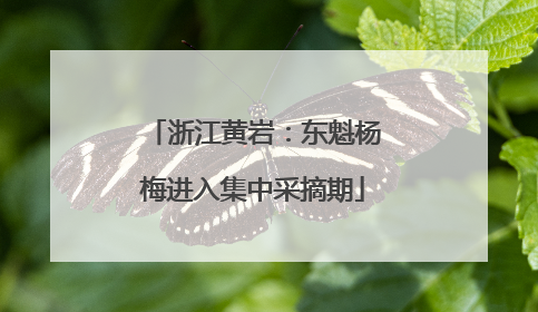 浙江黄岩：东魁杨梅进入集中采摘期
