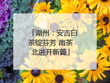 湖州：安吉白茶绽芬芳 南茶北进开新篇