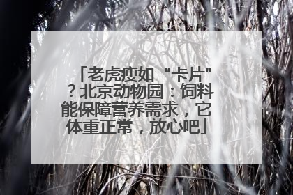 老虎瘦如“卡片”？北京动物园：饲料能保障营养需求，它体重正常，放心吧