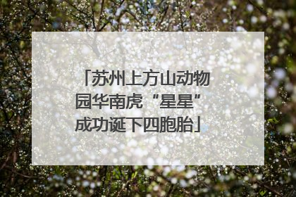 苏州上方山动物园华南虎“星星”成功诞下四胞胎