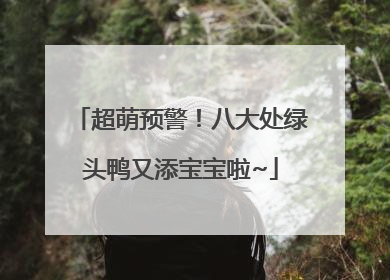超萌预警！八大处绿头鸭又添宝宝啦~