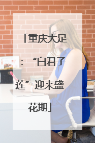 重庆大足：“白君子莲”迎来盛花期