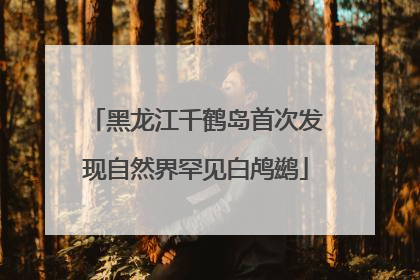 黑龙江千鹤岛首次发现自然界罕见白鸬鹚
